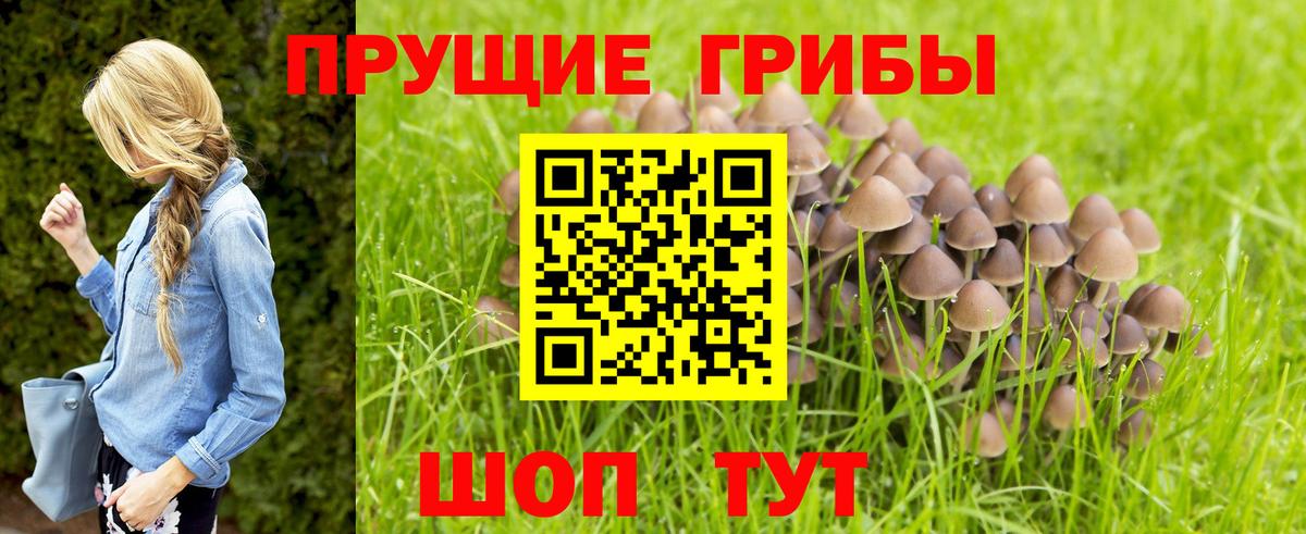 Галлюциногенные грибы GOLDEN TEACHER  Вход с VPN  Галлюциногенные грибы Psilocybe  Чебоксары 